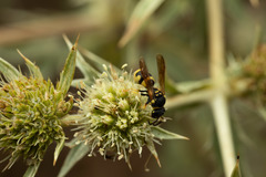 Parodontodynerus ephippium