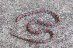 Cemophora coccinea copei