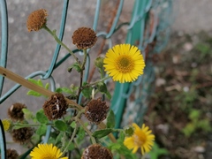 Pulicaria dysenterica