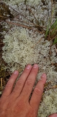 Cladonia arbuscula mitis
