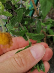 Pulicaria dysenterica