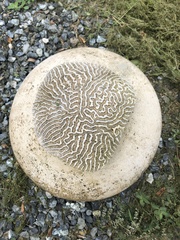 Pseudodiploria strigosa