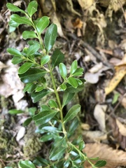 Buxus colchica