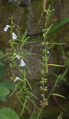 Leucas longifolia
