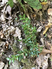 Buxus colchica