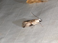 Acrobasis palliolella