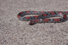 Cemophora coccinea copei