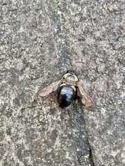 Xylocopa virginica