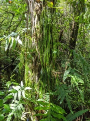 Vittaria lineata image