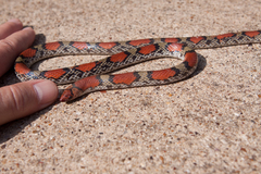 Cemophora coccinea copei