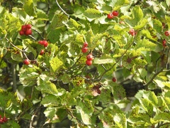 Crataegus submollis