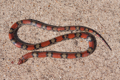 Cemophora coccinea copei