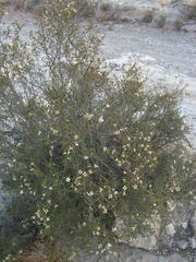 Lindleya mespiloides