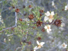 Lindleya mespiloides