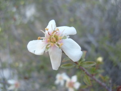 Lindleya mespiloides