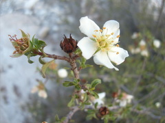 Lindleya mespiloides