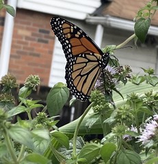 Danaus plexippus