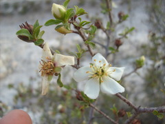 Lindleya mespiloides