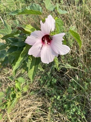 Hibiscus laevis