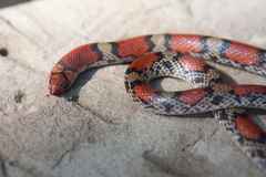 Cemophora coccinea copei