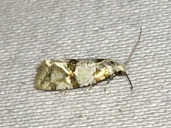 Aethes argentilimitana