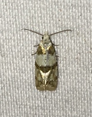 Aethes argentilimitana