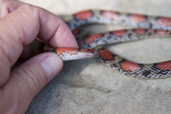 Cemophora coccinea copei