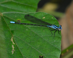 Argia pulla