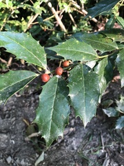 Ilex colchica