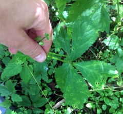 Sanicula canadensis canadensis