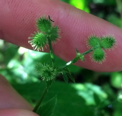 Sanicula canadensis canadensis