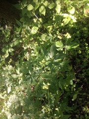 Sanicula canadensis canadensis