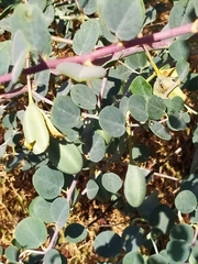 Capparis zoharyi