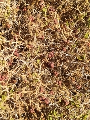 Sarcopoterium spinosum