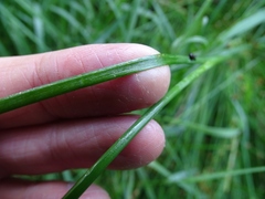 Juncus brachycephalus