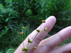 Juncus brachycephalus