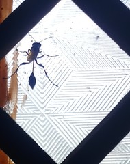 Sceliphron madraspatanum