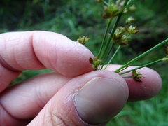 Juncus brachycephalus