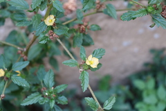 Angiospermae