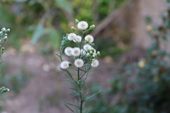 Erigeron bonariensis