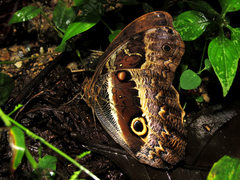 Caligo oberthurii
