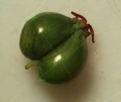 Physospermum cornubiense