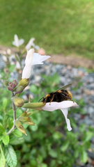 Bombus