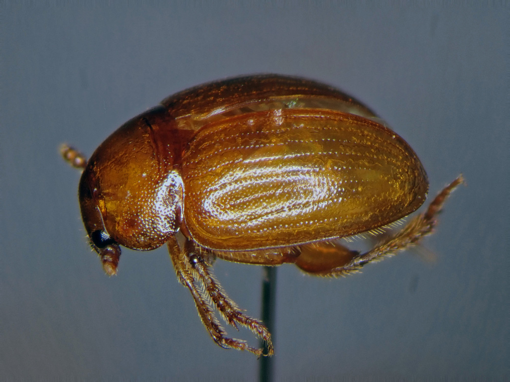 Leiodes ciliaris