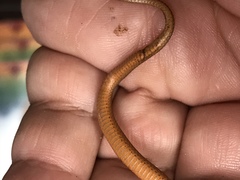 Storeria occipitomaculata obscura