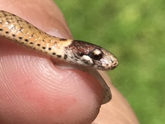 Storeria occipitomaculata obscura