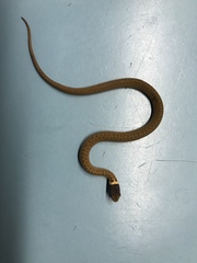 Storeria occipitomaculata obscura