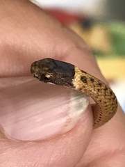 Storeria occipitomaculata obscura