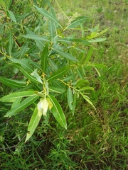 Salix petiolaris