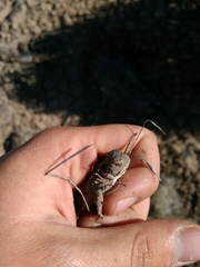 Phrynosoma douglasii